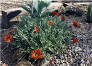 Clumping Gazania, Treasure Flower