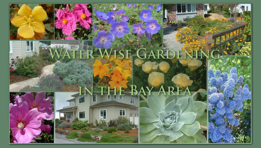water-wise-gardening-in-the-san-francisco-bay-area